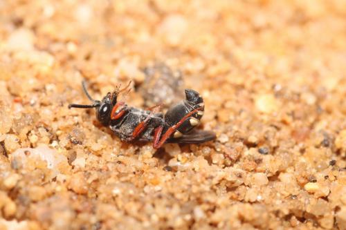 Brachystegus scalaris